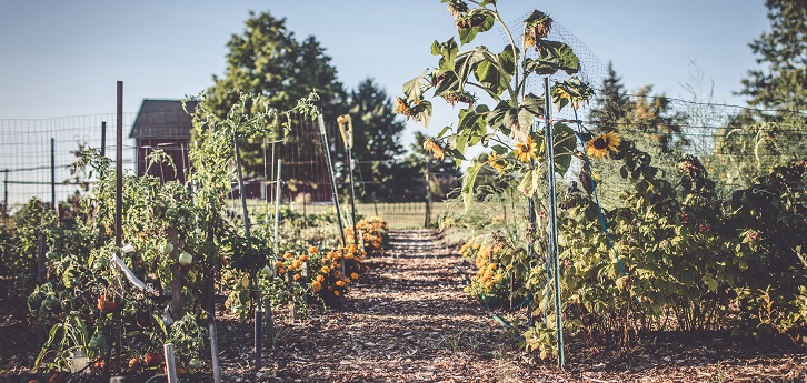 Community Garden Sunflowers